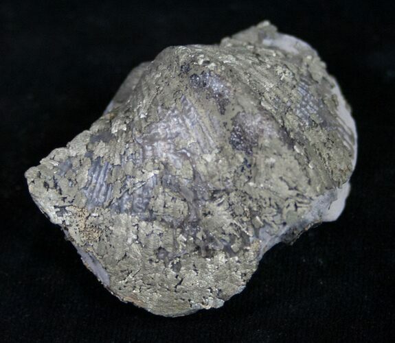 Large Pyrite Replaced Brachiopod - Silica Shale #8809